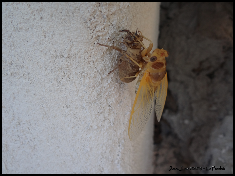 Cicada orni - Cigale grise #2